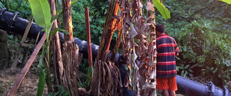 A man standing next to a large black pipe running through dense tropical foliage and banana plants
