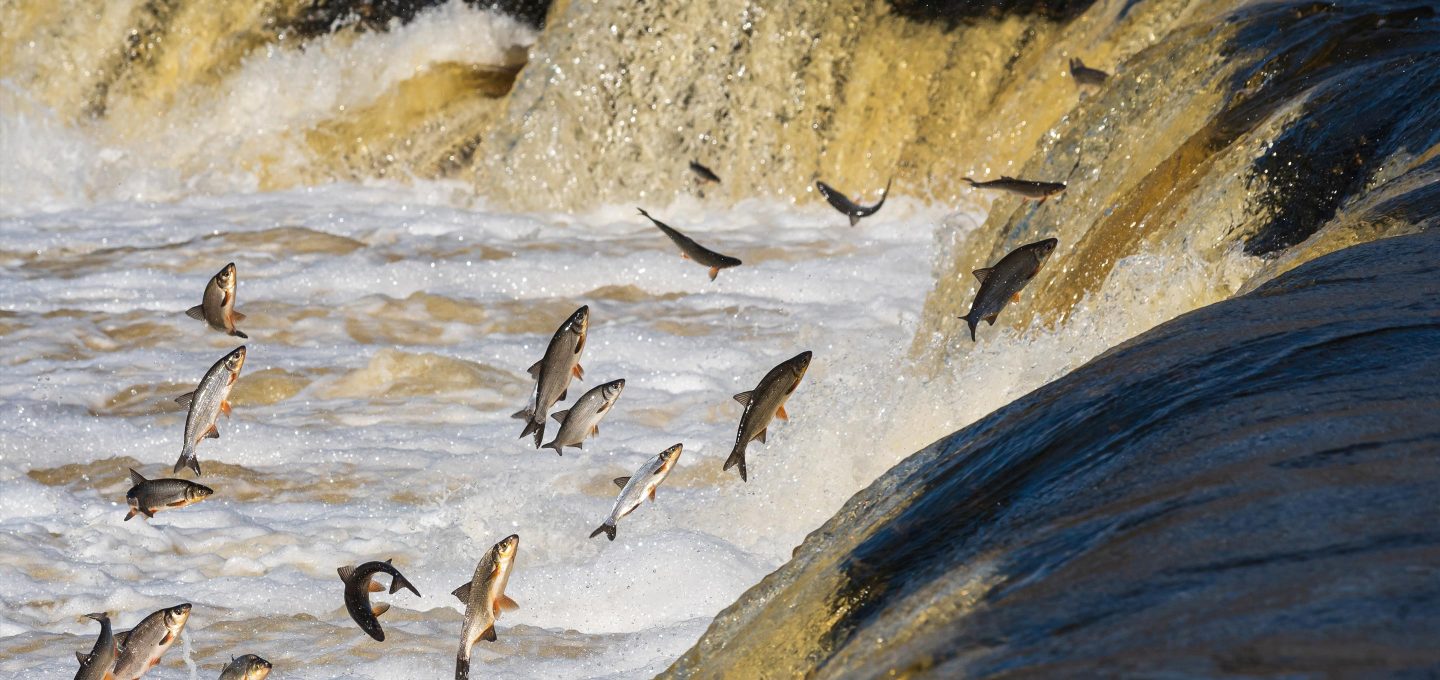 fish jumping up waterfall