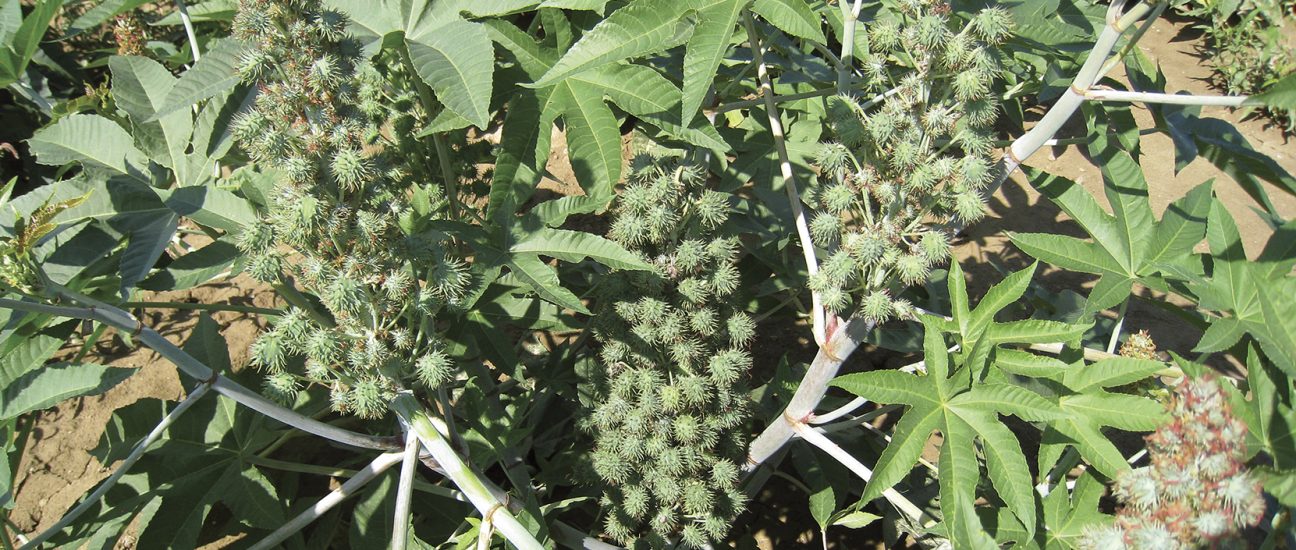 Castor oil plant with clusters of spiky green seed capsules and large star-shaped leaves