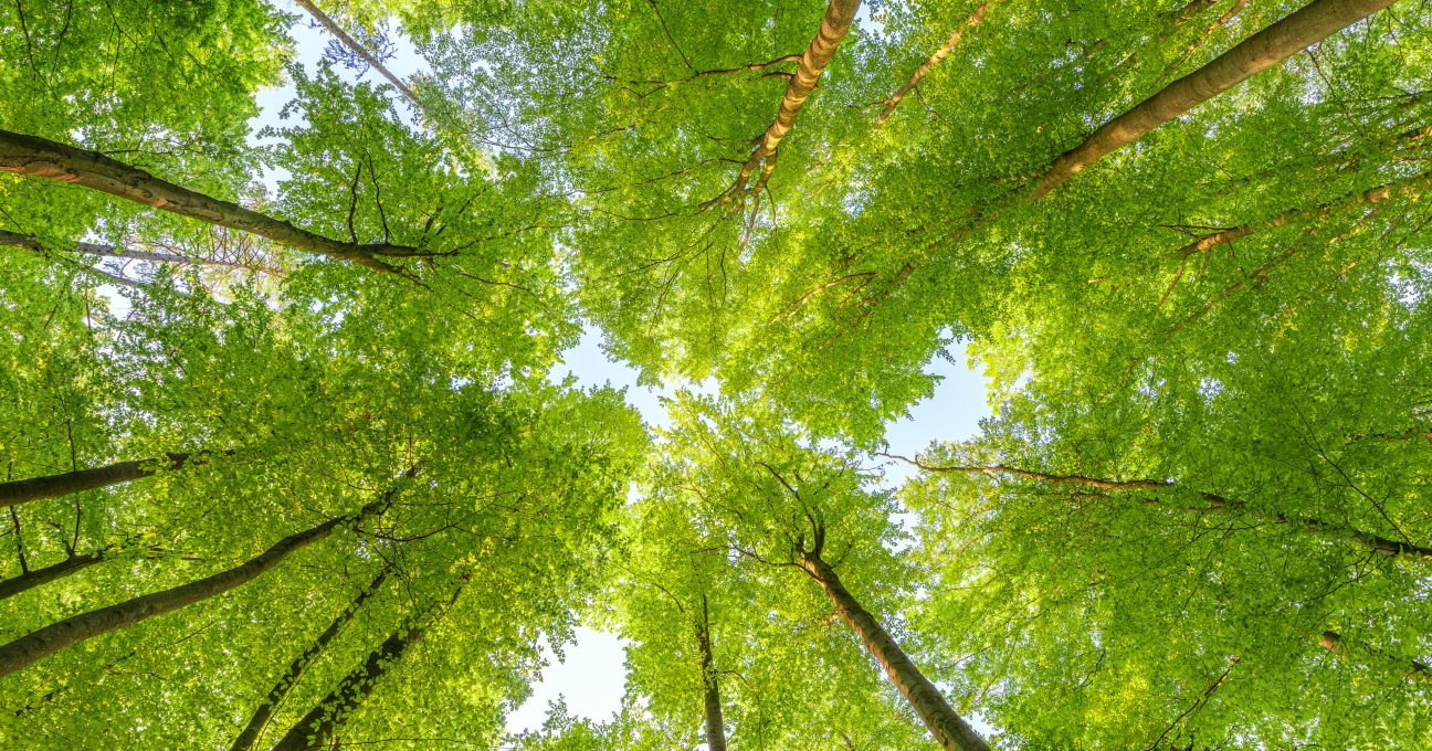 Low-angle view looking up at a lush green forest canopy against a bright sky